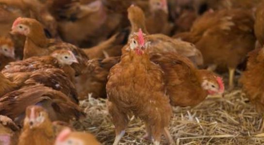 Local farmers want poultry imports halted, cite oversupply
