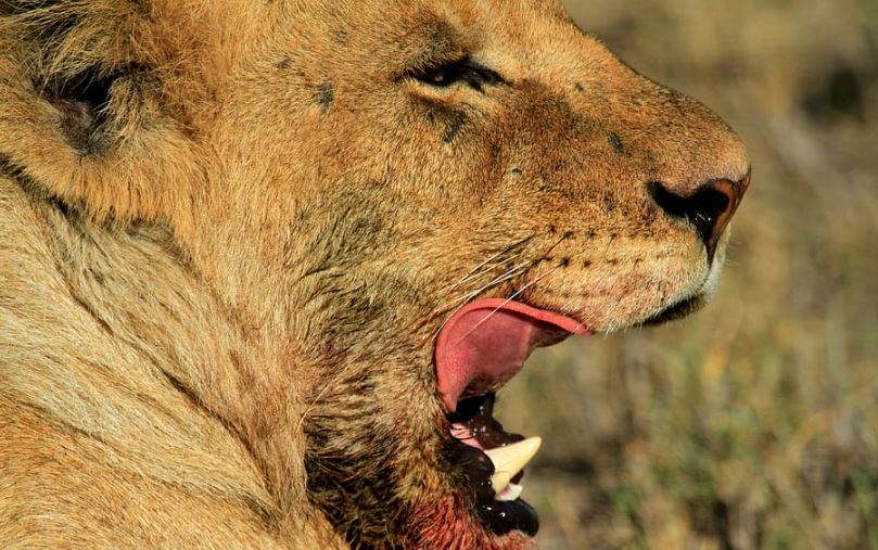 Stray Lion Bites Man in Buttocks in Kilifi