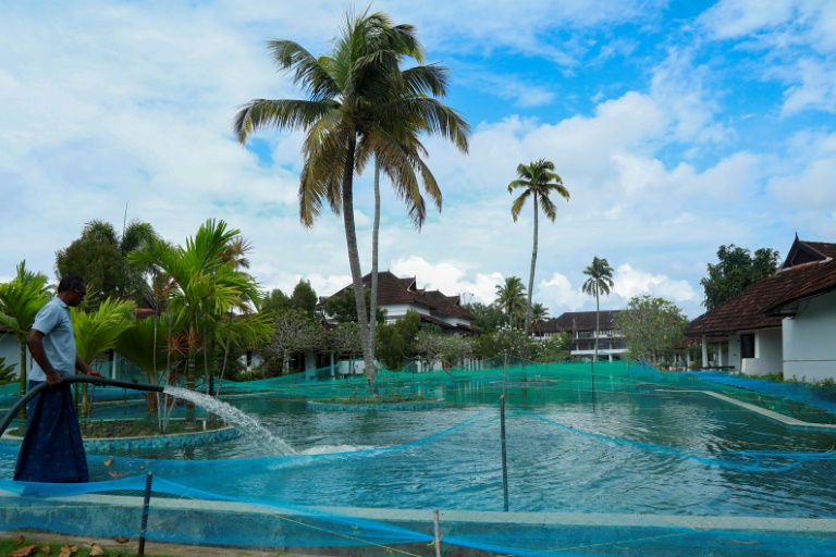 Virus-hit Indian resort turns pool into fish farm » Capital News