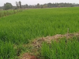 Murang’a farmers embrace rice farming – Kenya News Agency