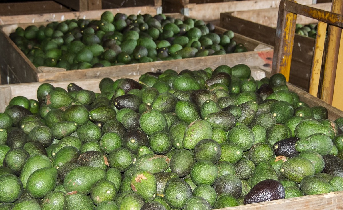 Kenya: Govt Extends Avocado Export Ban to Curb Harvest of Immature Crops