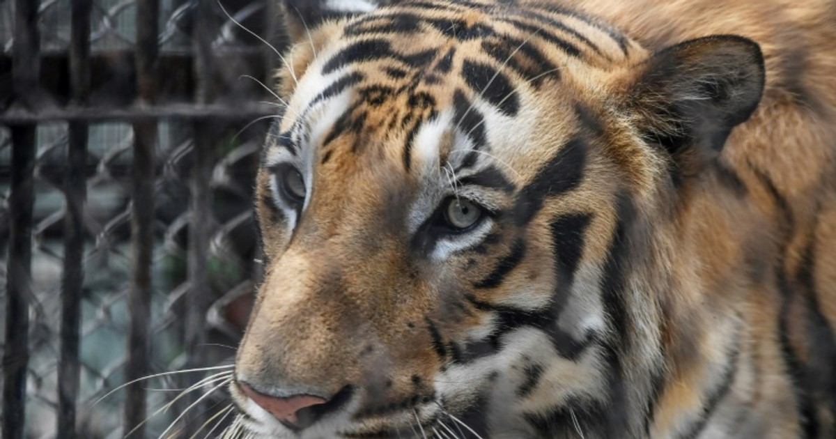 Tiger kills Zurich zookeeper [ARTICLE]