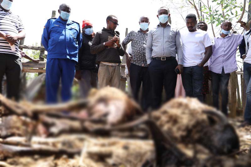 Nakuru family loses nine sheep in wild animal attack