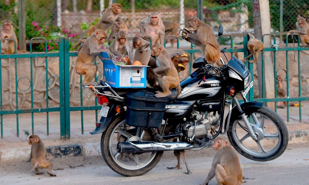 Monkeys Steal Coronavirus Blood Samples
