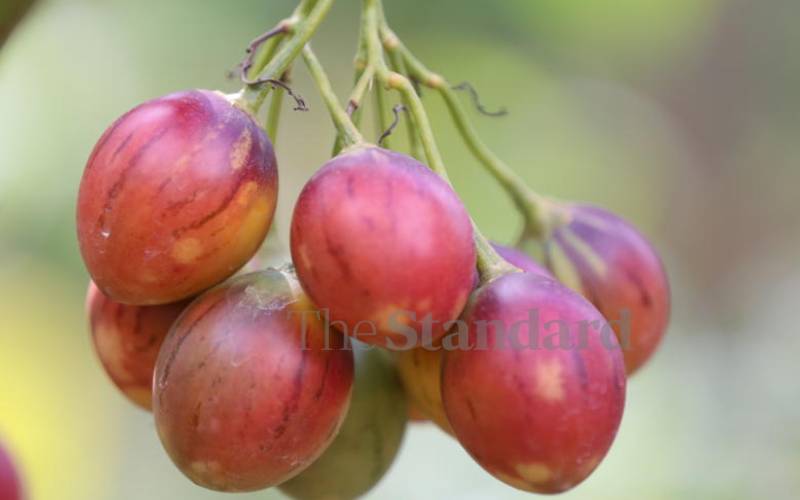 Tree tomato fruits on a farm at Amboni village, Mweiga, Nyeri. November 13, 2018.