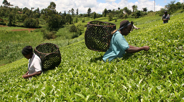 Smallholder tea factories finalize declaration of second payments for farmers