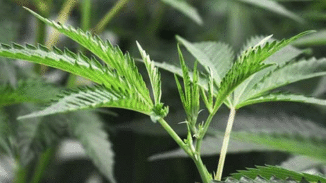 Ganja planter arrested, weed farm destroyed – Nairobi News