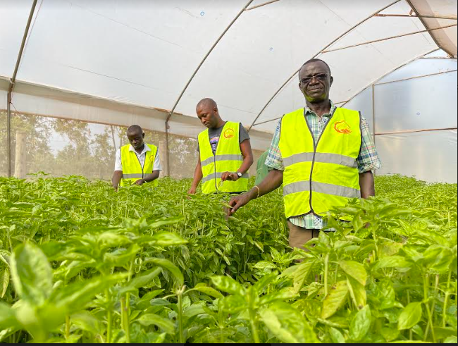 Western Kenya Farmer Minting Millions From Herbs And Spices