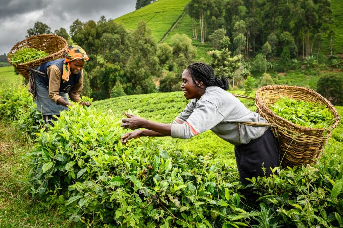 Taliban Take-Over: Kenyan Tea Farmers Feel Ksh536M Pinch