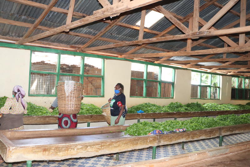 Tea marketers plot to sue against CS Munya's rules: The Standard