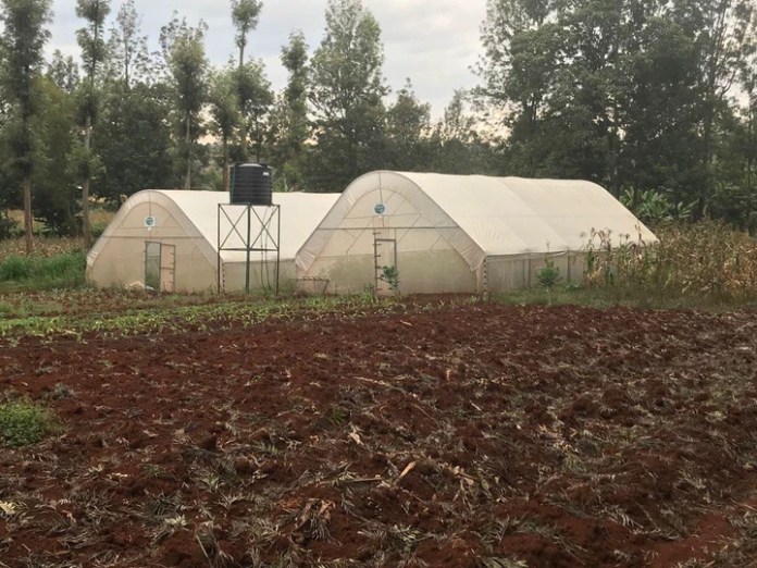 30-year-old youth makes 1 Million Shillings from Greenhouse farming. 1 Kevin's greenhouses