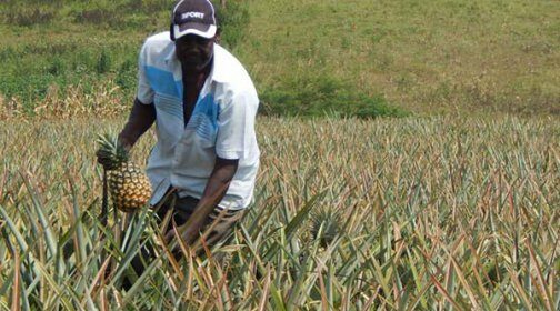 My secret to making millions from pineapple farming in Kenya