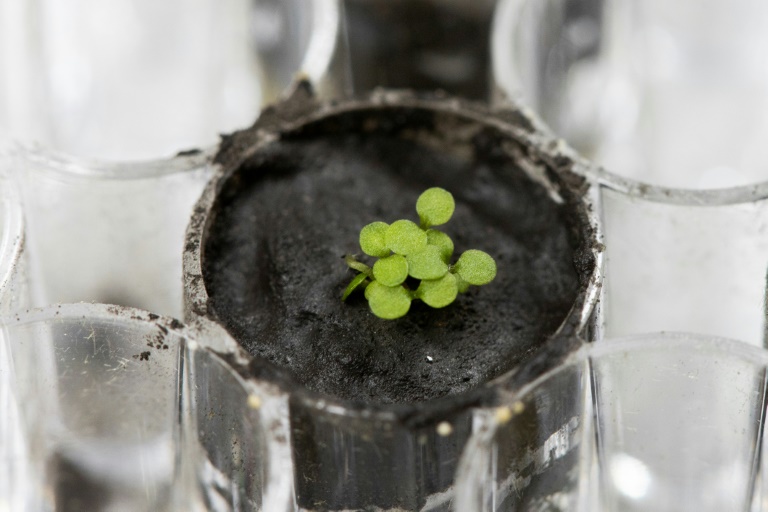 Scientists successfully grow plants in soil from the Moon » Capital News