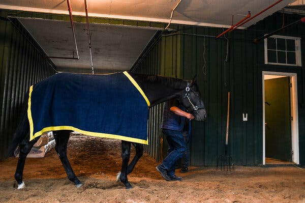 Medina Spirit, who is trained by Bob Baffert, at Pimlico Race Course on Saturday morning.