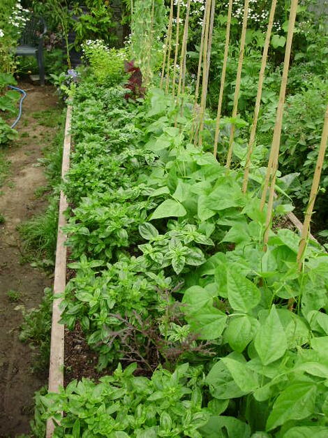 An image of Basil crop plantation.