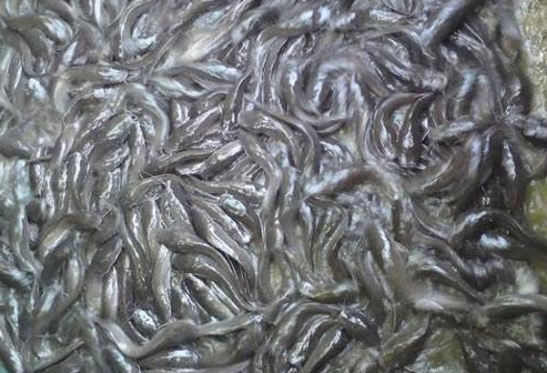 Kisii County to supply fingerlings at subsidized price – Kenya News Agency
