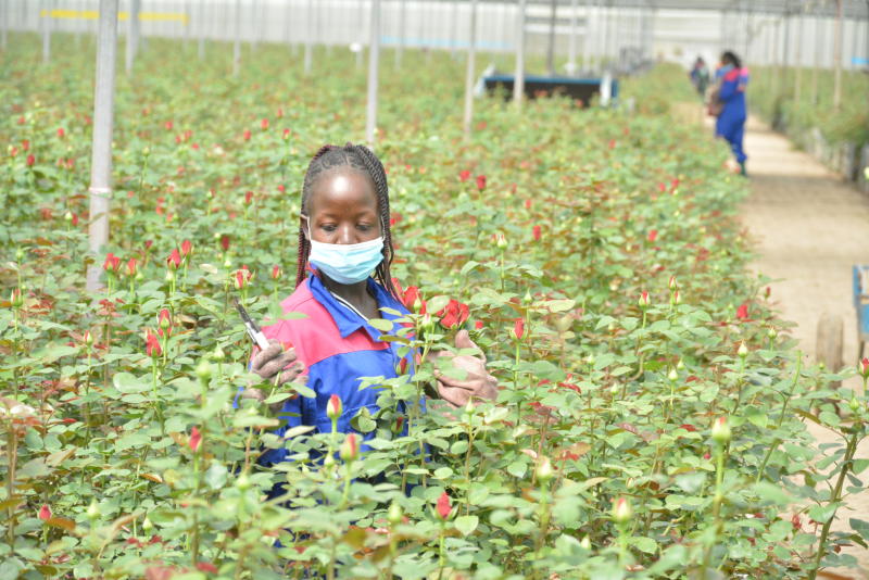 Flower farmers begin exporting produce by sea