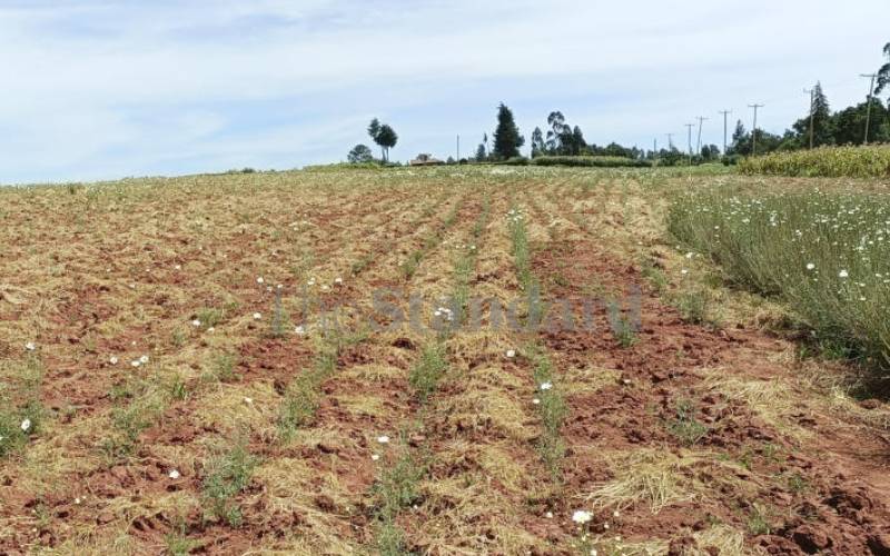 Farmers want free seedlings for best pyrethrum harvest