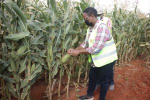Galana/Kulalu ready for large-scale commercial production – Kenya News Agency