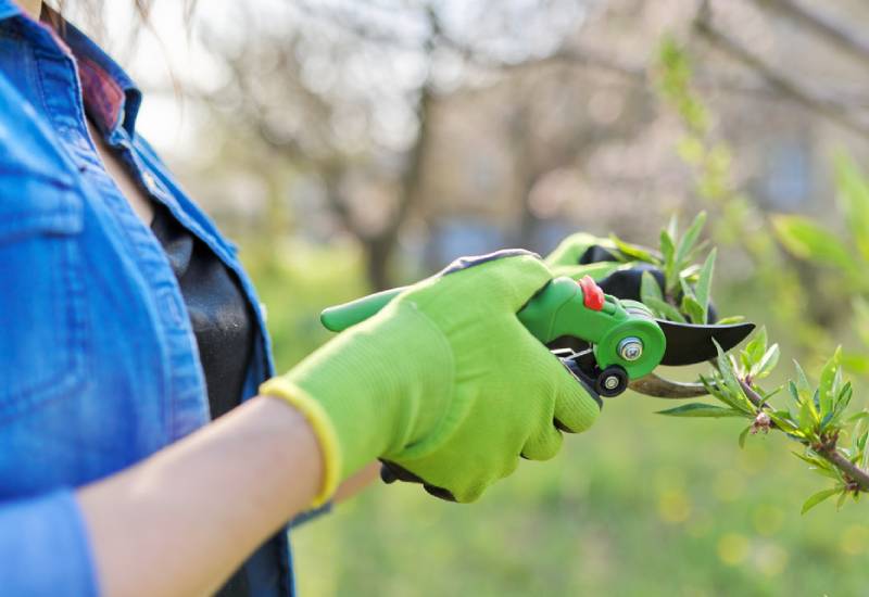 ***Pruning will help your plants to flower and prevent dead branches from blocking airflow** (Image: Shutterstock)*