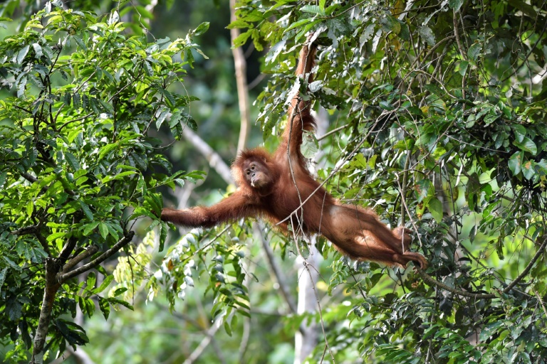 Conserving 30% of the land, sea just the start » Capital News