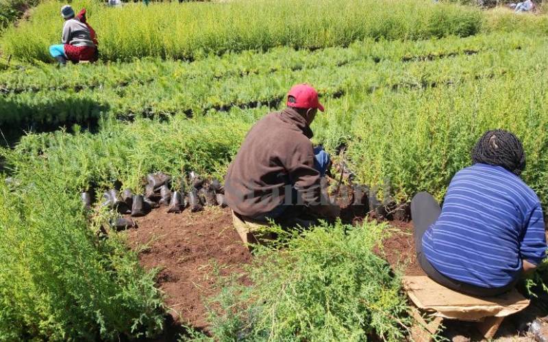 Forest farming raises farmers' incomes, cuts deforestation