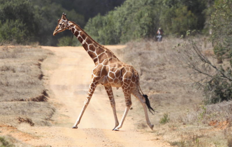 Locals, cattle force rally to be called off : The standard Sports