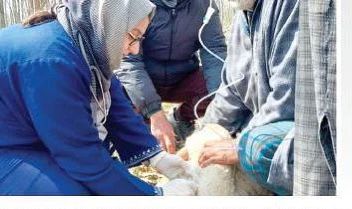 Kashmir sees upsurge of women in veterinary sector » Capital News