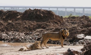 Plan to fence off Nairobi national park angers Maasai and conservationists | Environment