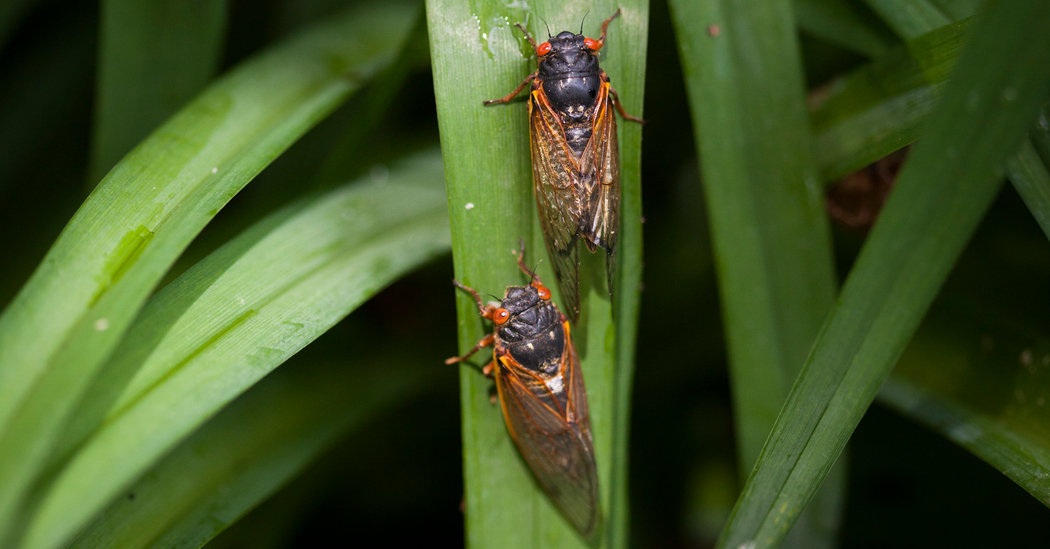 After 17 Years Underground, Cicadas Stage a 2020 Southern Invasion