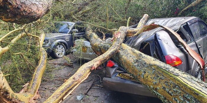 Tree Damages 5 Luxury Cars During Weekend Getaway