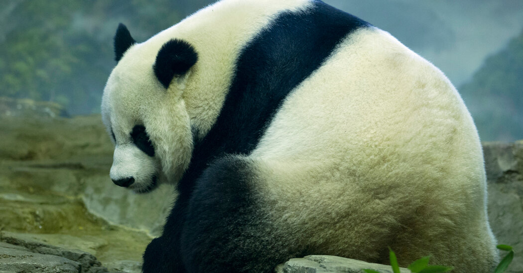 National Zoo Panda Gives Birth