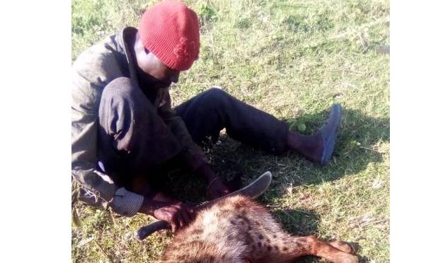 Kisumu man goes into hiding after killing and eating hyena: The Standard