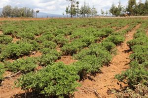 Youths challenged to embrace smart agriculture – Kenya News Agency