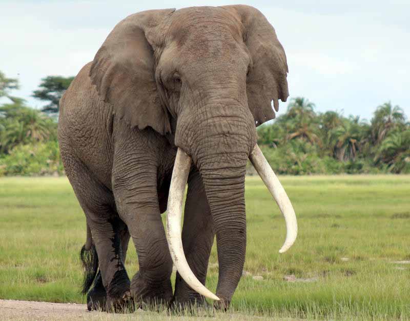 Spectacle of the wild as Elephants break into Taita Taveta homes to lick sugar