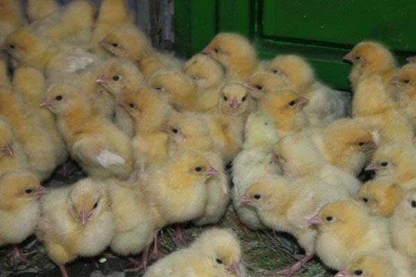 How to grow profits if you start with 50 chicks bought at Sh. 5,000