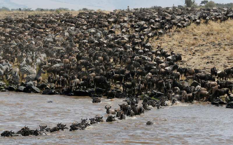 300 wildebeests drown as Mara migration gets rough: The Standard