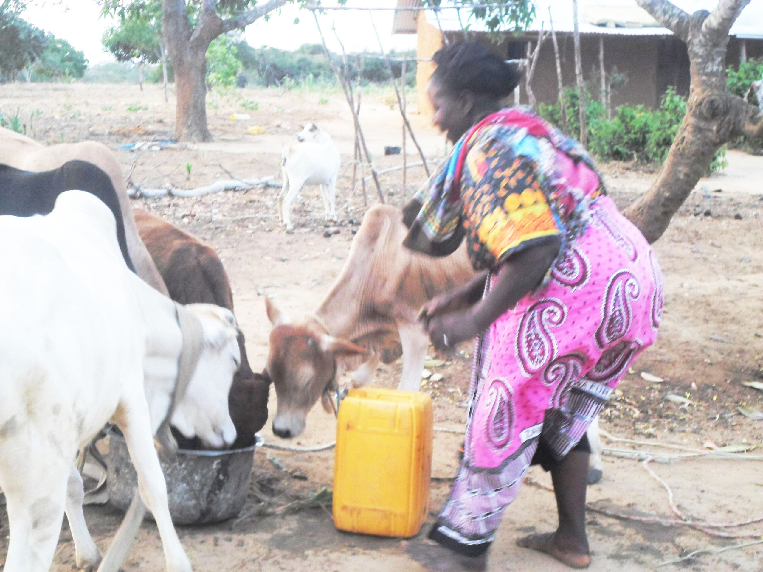 Lamu livestock farmers urged to join Saccos