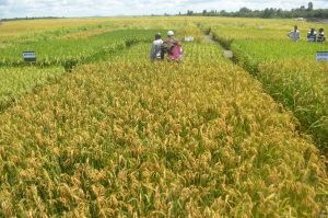 Thiba Dam to increase rice by 22,000 acres – Kenya News Agency