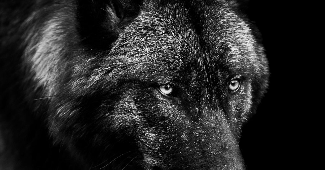 A Feud in Wolf-Kink Erotica Raises a Deep Legal Question