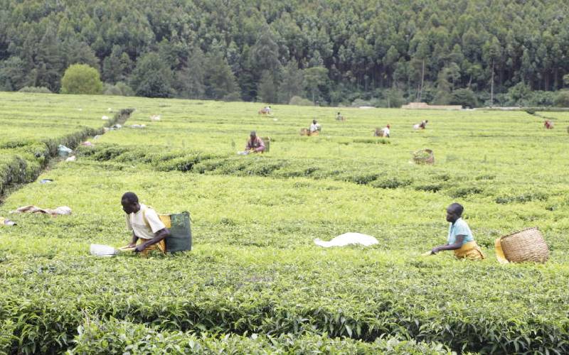 Sacco saves tea farmers from twilight girls, criminals in Rift Valley
