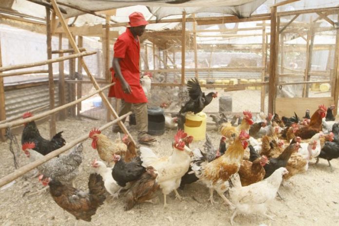 Kenya Lets in Ugandan Eggs, Chicken to Avert Trade War
