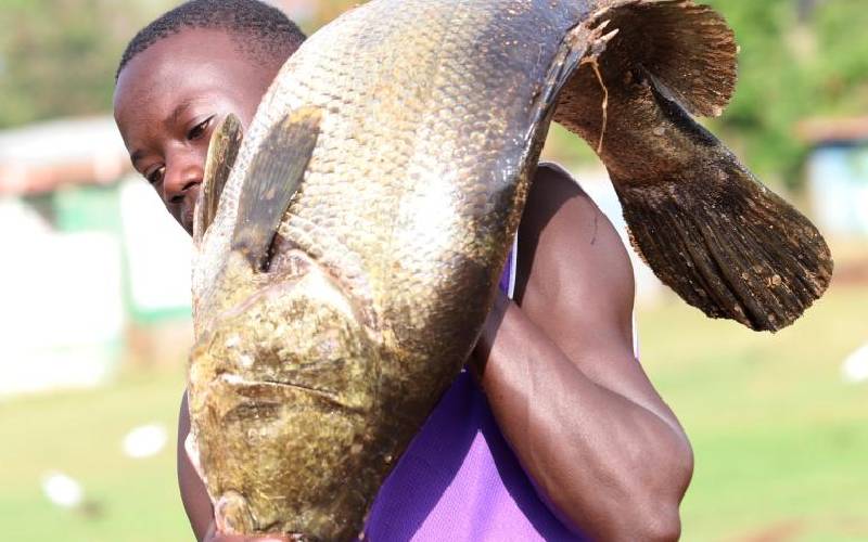 Nile perch: Lake Victoria’s golden fish that breeds regional conflict