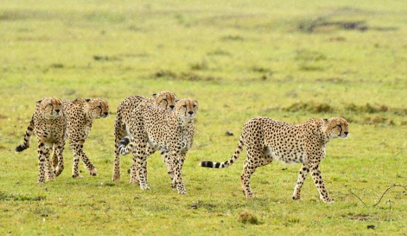 Tano Bora Cheetah Pack Loses Second Member