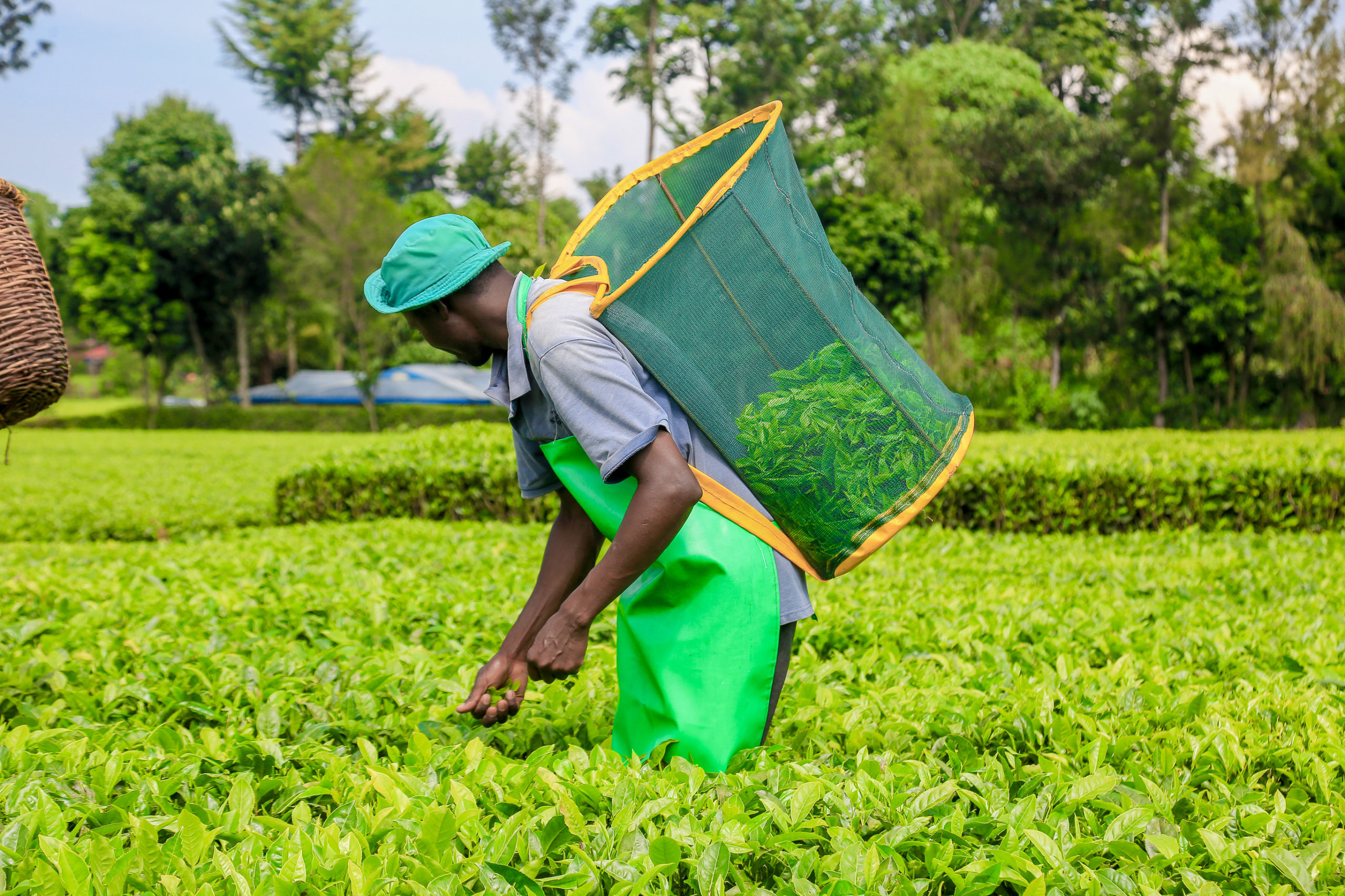 Smooth start for farmers as tea prices hit 6-year high