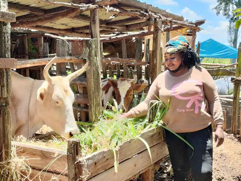The biodigester trick: Treasure cow dung to fight deforestration