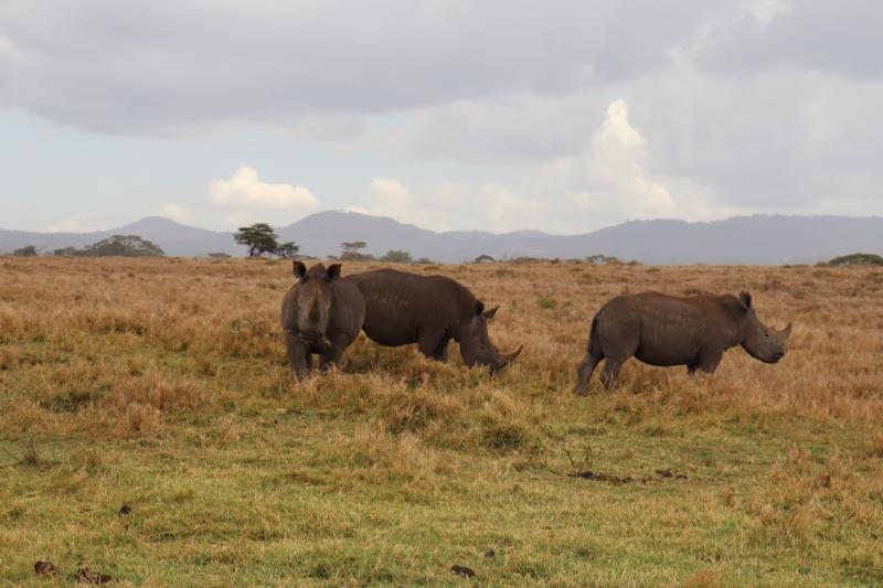 Locals, modern tech turn the once poachers’ paradise into animals haven
