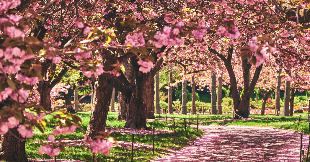 Where to Enjoy Cherry Blossoms in N.Y.C.