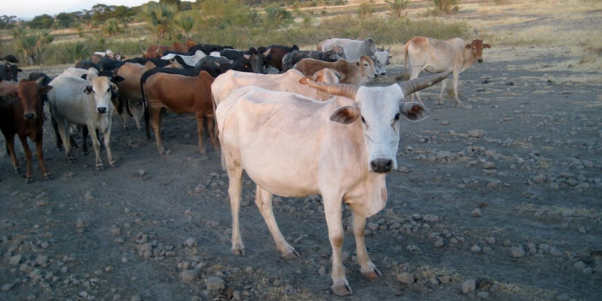 Tana River launches livestock vaccination campaign – Kenya News Agency