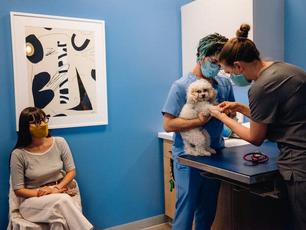 Mushroom, a poodle, getting examined at Modern Animal. Morgan Stanley projected that pet care would be a $275 billion industry in 2030.